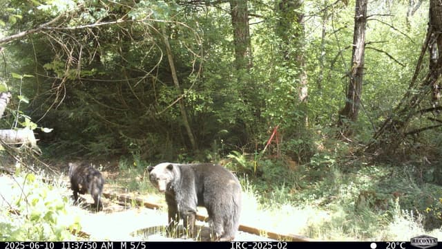 Bear & Cubs